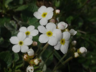 Androsace obtusifolia, photographed by Christian Berg