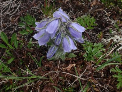 Campanula alpina, photographed by Christian Berg