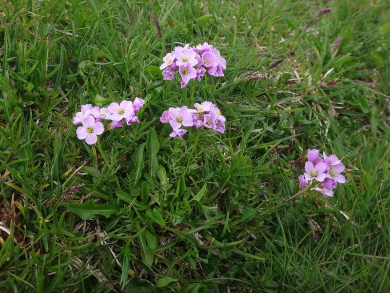Cardamine crassifolia, photographed by Christian Berg