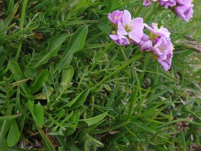 Cardamine crassifolia, photographed by Christian Berg