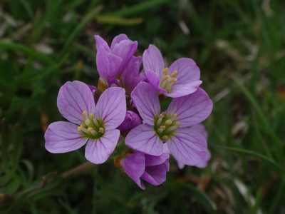 Cardamine crassifolia, photographed by Christian Berg