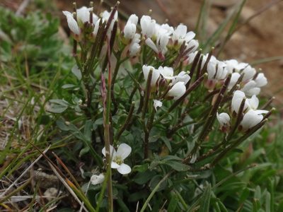 Cardamine resedifolia, photographed by Christian Berg