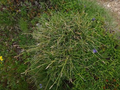 Carex curvula, photographed by Christian Berg