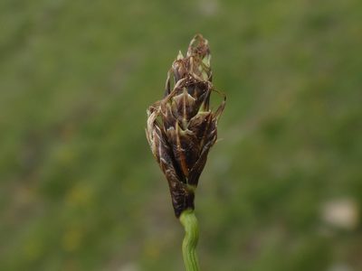 Carex curvula, photographed by Christian Berg