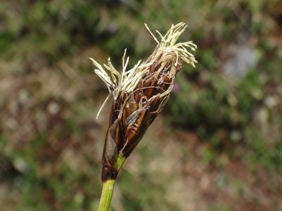 Carex curvula, photographed by Christian Berg