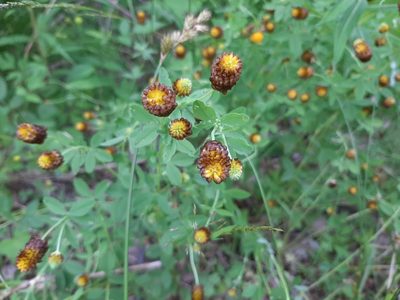 Trifolium spadiceum, photographed by Hanna Huovinen