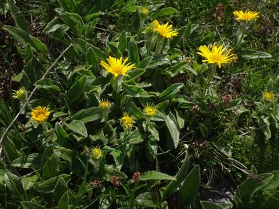 Doronicum clusii, photographed by Christian Berg