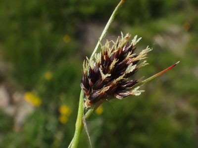 Luzula alpina, photographed by Christian Berg