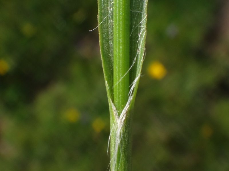 Luzula alpina, photographed by Christian Berg