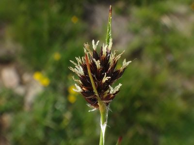 Luzula alpina, photographed by Christian Berg
