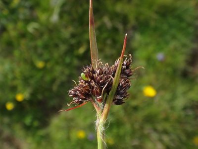 Luzula alpina, photographed by Christian Berg