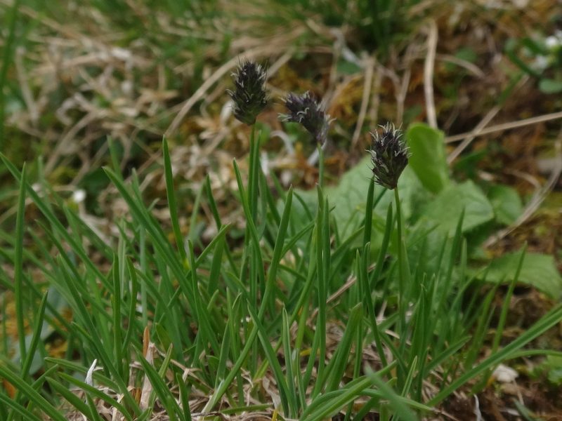 Psilathera ovata, photographed by Christian Berg