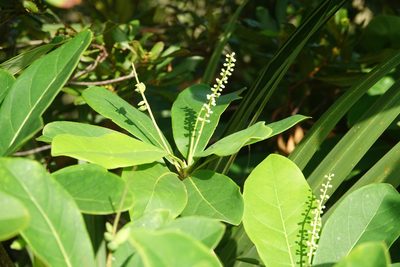 Terminalia muelleri, photographed by Claire Herzog