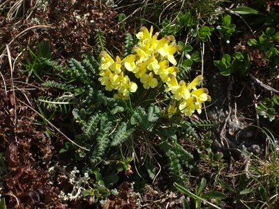 Pedicularis oederi, photographed by Christian Berg