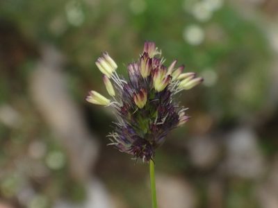 Psilathera ovata, photographed by Christian Berg