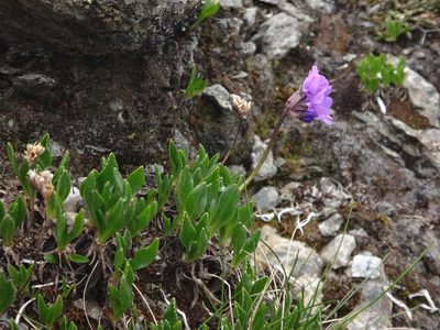 Primula glutinosa, photographed by Christian Berg
