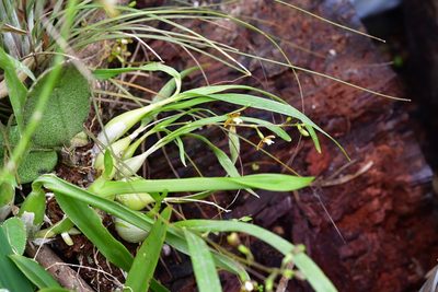 Prosthechea guttata, photographed by Neptalí Ramírez Marcial