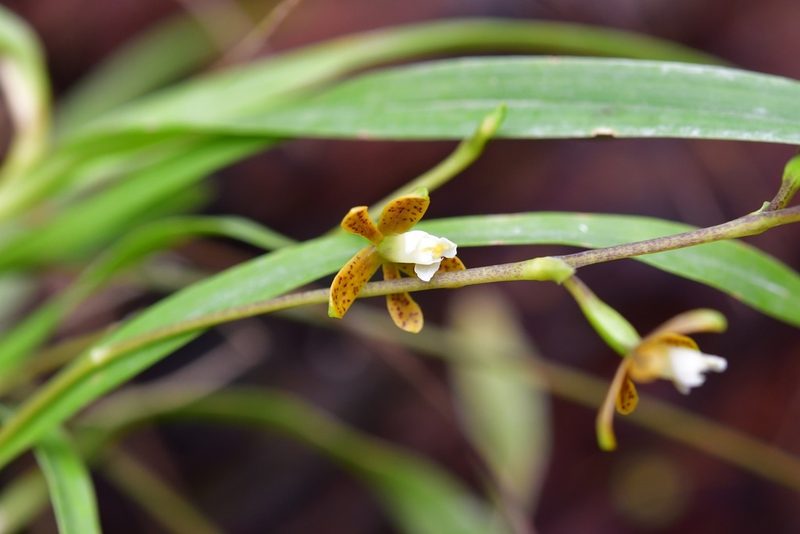 Prosthechea guttata, photographed by Neptalí Ramírez Marcial