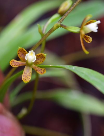 Prosthechea guttata, photographed by Neptalí Ramírez Marcial