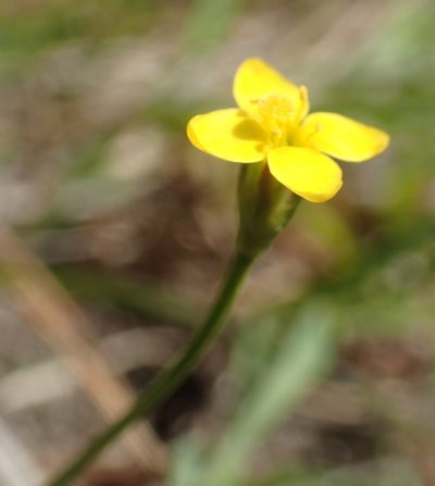 Cicendia filiformis, photographed by Julien Renoult