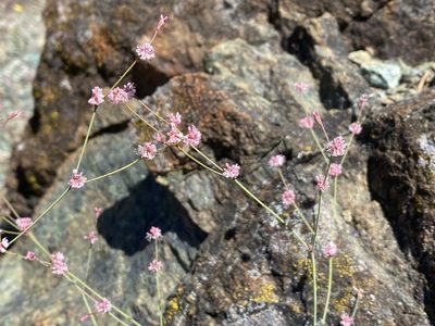 Eriogonum luteolum, photographed by Sterling Sheehy