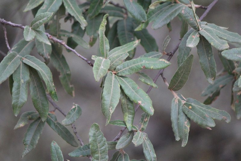 Quercus crassipes, photographed by José Belem Hernández Díaz