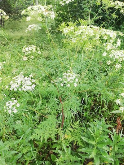 Chaerophyllum prescottii, photographed by Татьяна Максимова