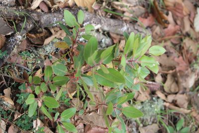 Arbutus tessellata, photographed by José Belem Hernández Díaz