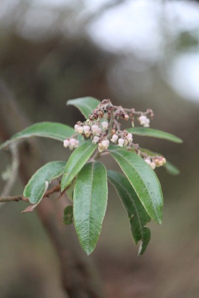 Comarostaphylis mucronata, photographed by José Belem Hernández Díaz