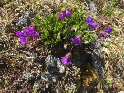 Primula glutinosa, photographed by Karsten Rohweder