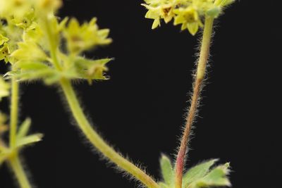Alchemilla hirsuticaulis, photographed by Вячеслав Юсупов