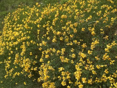 Genista radiata, photographed by Karsten Rohweder