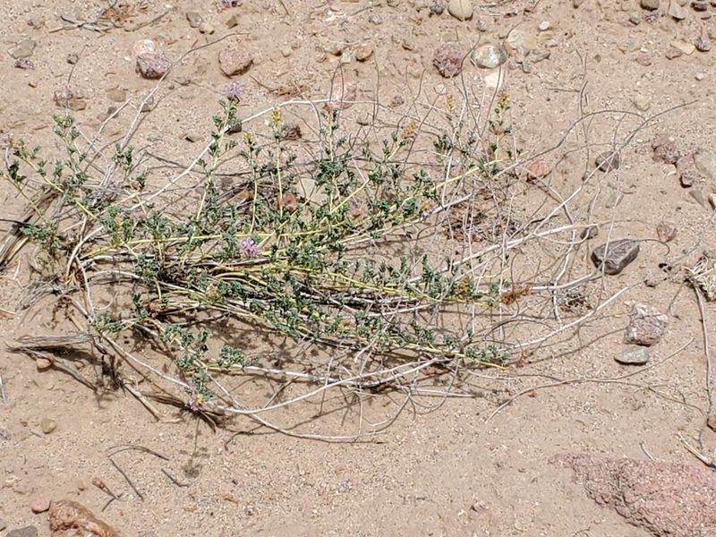 Dalea scariosa, photographed by Craig Martin
