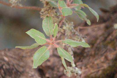 Arbutus tessellata, photographed by José Belem Hernández Díaz