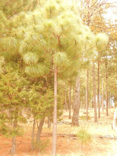 Pinus durangensis, photographed by Norma Piedra