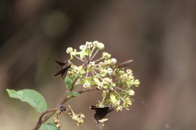 Asclepias similis, photographed by José Belem Hernández Díaz