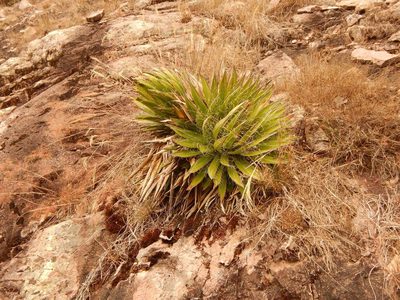 Agave schidigera, photographed by Norma Piedra