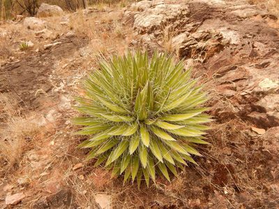 Agave schidigera, photographed by Norma Piedra