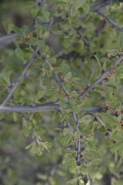 Prunus havardii, photographed by Eric Knight