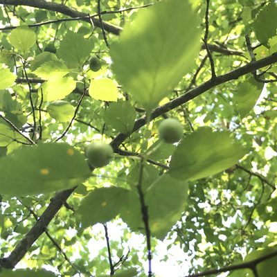 Crataegus pruinosa, photographed by Summit Metro Parks