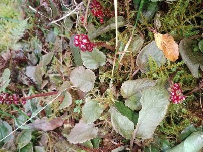 Gunnera prorepens, photographed by darmozrac