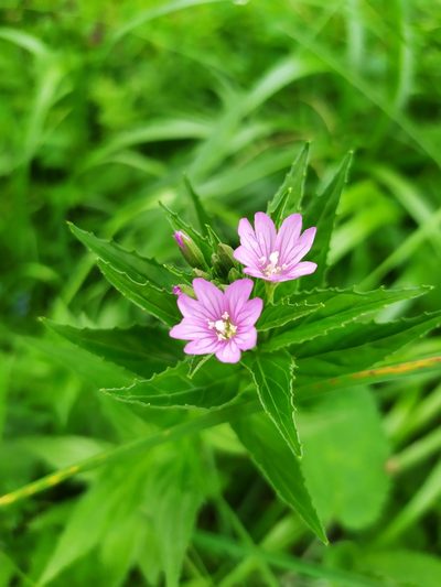 Epilobium alpestre, photographed by carnifex