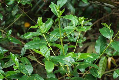Diplospora dubia, photographed by 國立臺灣博物館