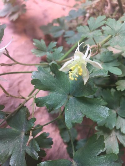Aquilegia micrantha, photographed by Rebecca Tippens