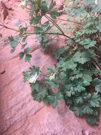 Aquilegia micrantha, photographed by Rebecca Tippens