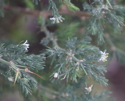 Asparagus stipulaceus, photographed by Tony Rebelo