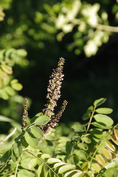 Amorpha ouachitensis, photographed by Eric Knight