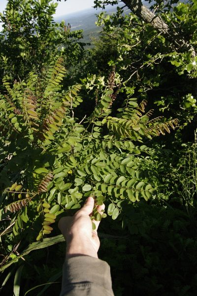 Amorpha ouachitensis, photographed by Eric Knight