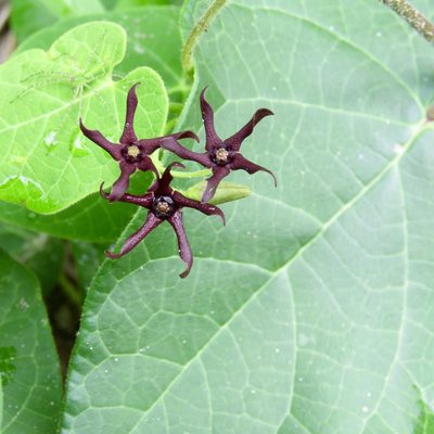 Odontostephana decipiens, photographed by Laura Clark