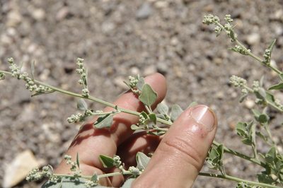 Chenopodium incanum, photographed by Eric Knight